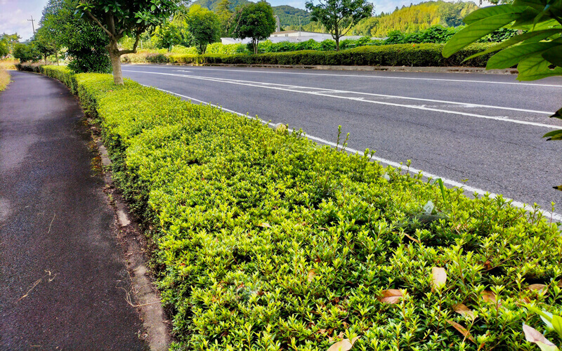 京都の乗り入れ工事業者が教える障害物「植栽」